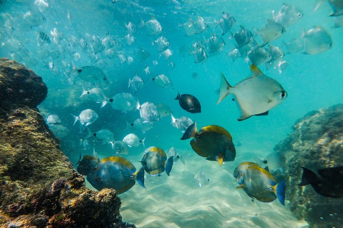 Cape Vidal Snorkeling Adventure - Snorkeling in Cape Vidal: An Underwater Wildlife Experience