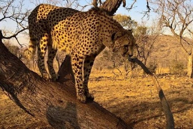 Captivating Safari Lion Park Experience (Half Day Guided Tour) - Wildlife Species at Safari Lion Park