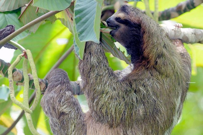 Caribbean Coast Biodiversity Adventure: Guided Hike - Tour Highlights