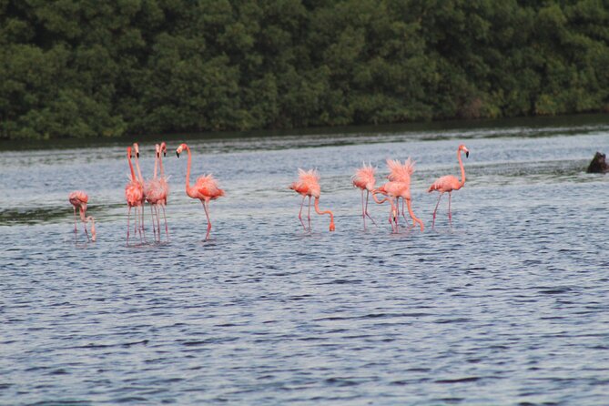 Caroni Bird Sanctuary Tour - Tour Details