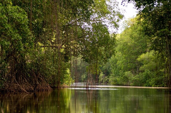 Caroni Swamp Wildlife Tour - Exploring Maze-like Waterways