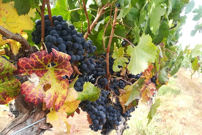 Casablanca Valley and Four Vineyard Wine Tour From Santiago - Pricing and Booking Details