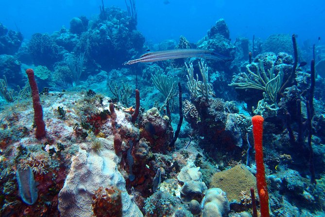Catalina Island Scuba Diving - Amazing Full Day Tour! - Scuba Diving Experience