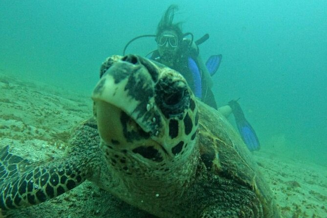 Catamaran Scuba Diving at Caño Island From Drake Bay - Overview of Catamaran Scuba Diving Experience