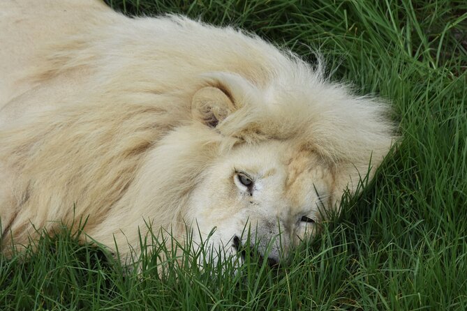 Cats in Conservation - The Importance of Conservation