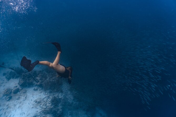 Cebu: Moalboal Sardine Run & Turtle Snorkeling Adventure Private - Overview