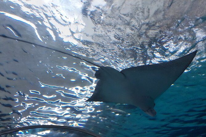 Cebu Ocean Park - Good To Know