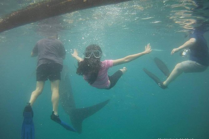 Cebu Oslob Whale Sharks and Sumilon Island Kawasan Falls Canyoneering - Overview of Cebu Oslob Tour