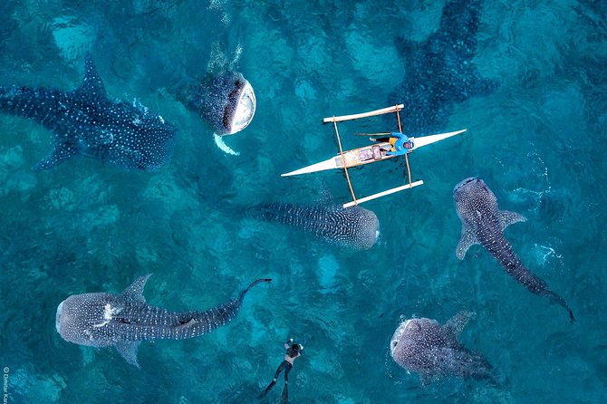 Cebu Small-Group Whale Shark Swim Experience - Experience Highlights