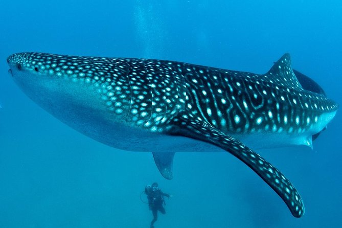 Cebu Whale Shark Interaction Moalboal Sea Turtles and Sardines Run - Tour Inclusions