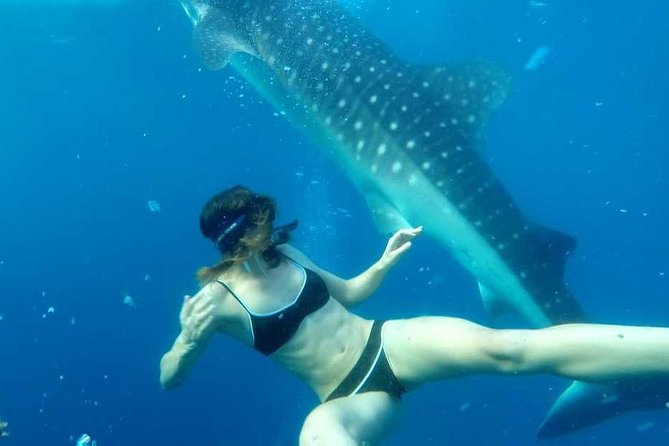 Cebu Whale Shark Interaction, Moalboal Sea Turtles, Sardines Run & Canyoneering - Reviews