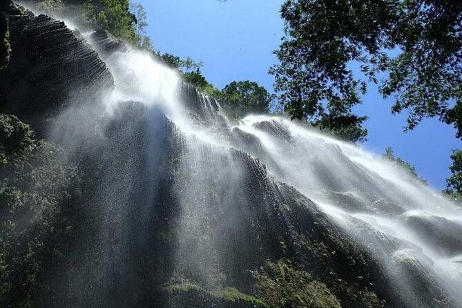 Cebu Whale Shark Snorkeling & Tumalog Falls W/ Meals and Transfer - Tour Highlights