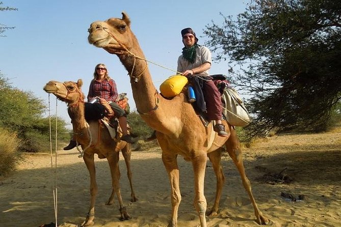 Chandigarh Private Tour With Rock Garden, Camel, Lake Cruise (Feb ) - Tour Highlights