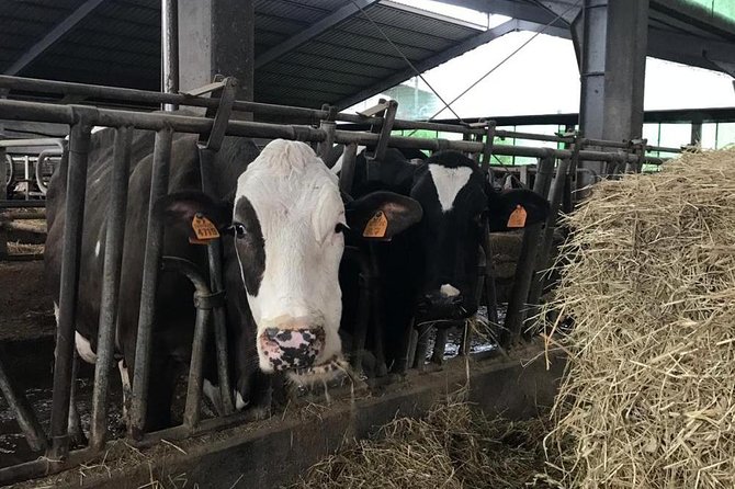 Cheese Dairy Farm, Winery, Liqueurs and Spirits, Ham and Sausage Factory - Tour Highlights