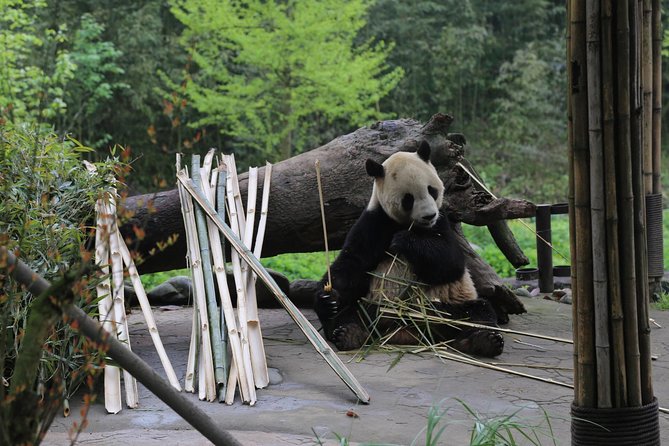 Chengdu Panda Tour With Local Guide Option Volunteer - Pricing and Booking
