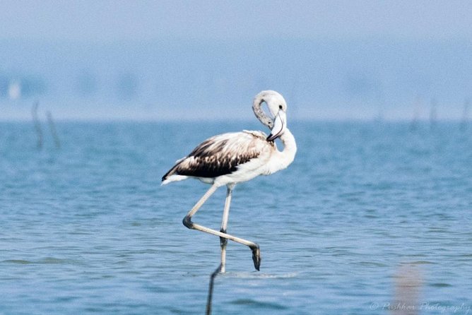 Chennai Private Birding and Photography Walk (Feb ) - Tour Pricing Information
