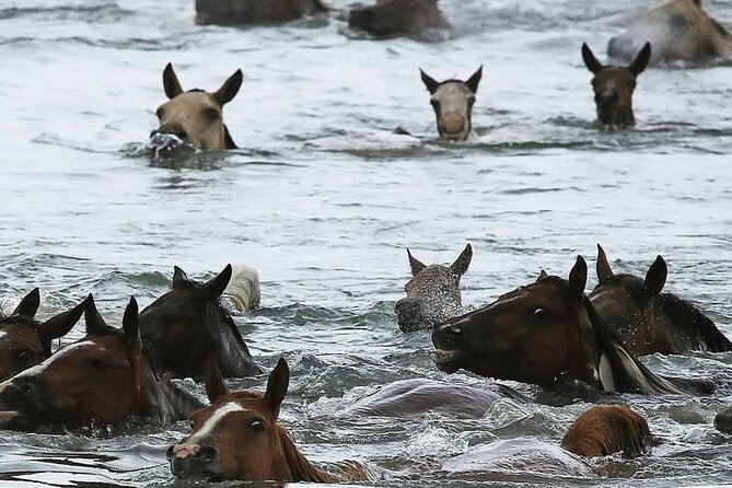 Chincoteague Pony Swim Kayak Tour - Additional Information