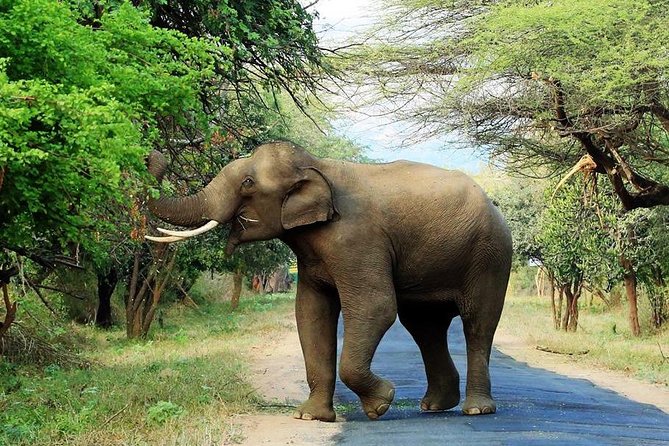 Chinnar Wild-life Visiting Tour (Eravikulam National Park) - Tour Overview