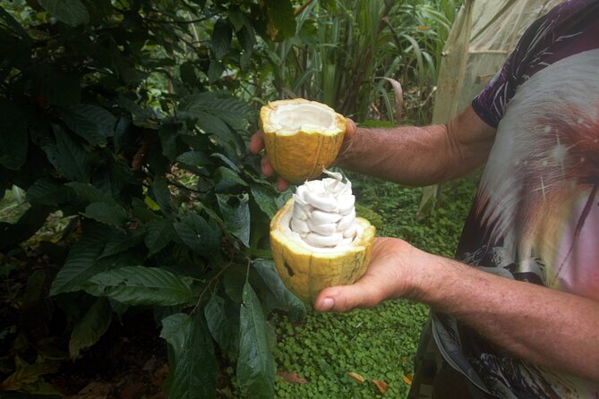Chocolate and Farm Tour With Local Tico Family - Tour Highlights