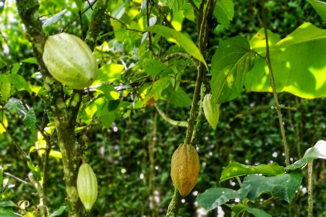 Chocolate Tour In Medellin: A Great Farm Experience - Private Tour - Tour Details