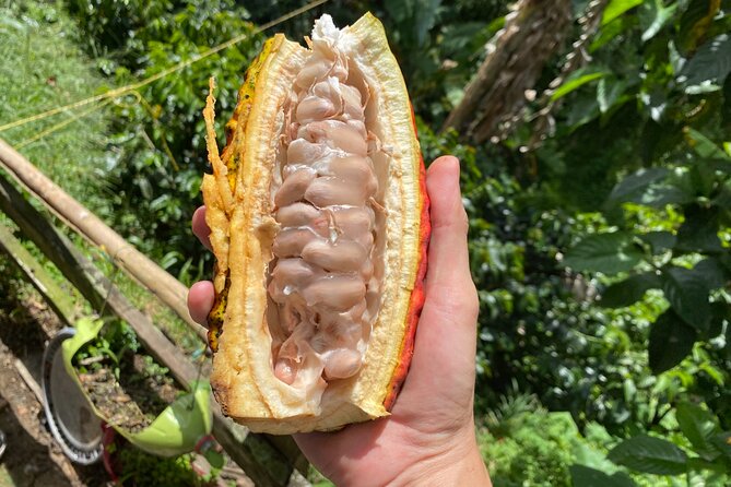 Chocolate Tour Near Medellin - Tour Pricing and Booking Details