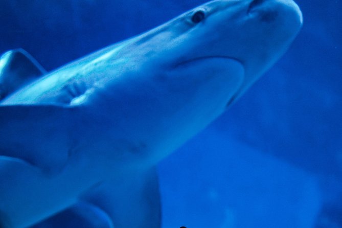 Classic Cape Town Shark Diving Plus - Exploring Cape Towns Marine Life