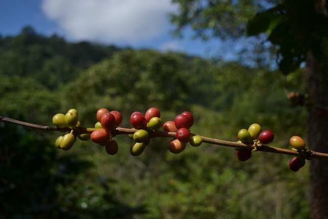 Coffee Tour La Victoria and Waterfalls in Minca - Private Tour - Tour Pricing and Booking Details