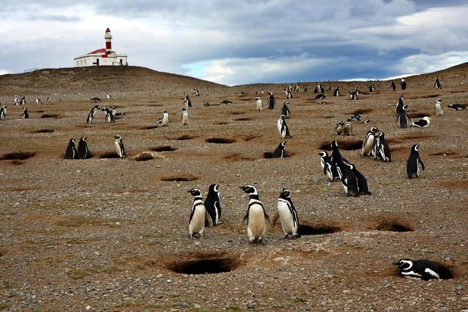 Coloane Marine Park Whale-Watching Boat Trip From Punta Arenas (Feb ) - Tour Highlights
