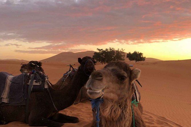 Combined Tour: Atlas Mountains Trek and Sahara Desert 5 Days Tour - Tour Overview and Highlights