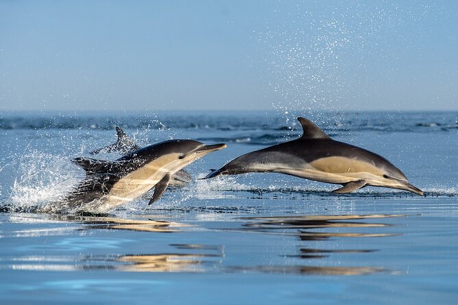 Combo Marine Wildlife Cruise & Cape Point Full Day Tour in CT - Tour Overview