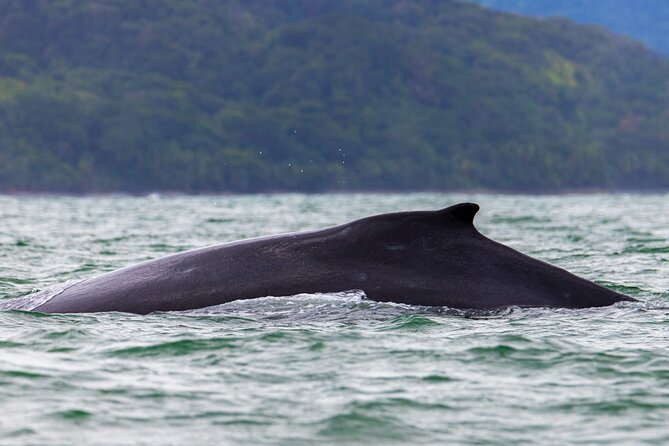 Combo Tour Marino Ballena National Park - Tour Highlights