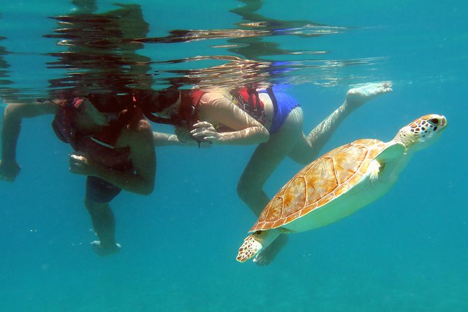 Coral Reef and Turtle Kayak Excursion - Meeting and Pickup Information