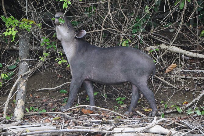 Corcovado Overnight Tour (Carate, Sirena, Los Patos) 3 Days From Puerto Jimenez - Tour Inclusions