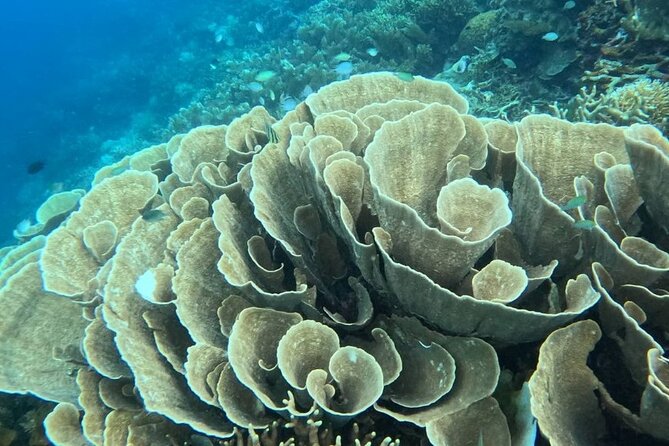 Coron Shipwrecks and Lusong Coral Garden Tour (Private / Shared) - Tour Overview