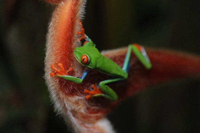 Costa Rica Full Day Combo Tour - Zip Lining, Waterfalls, Volcano & Hot Springs - Tour Details