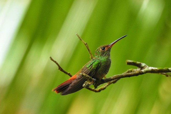 Costa Rica's Enthralling Natural History Excursion - Good To Know