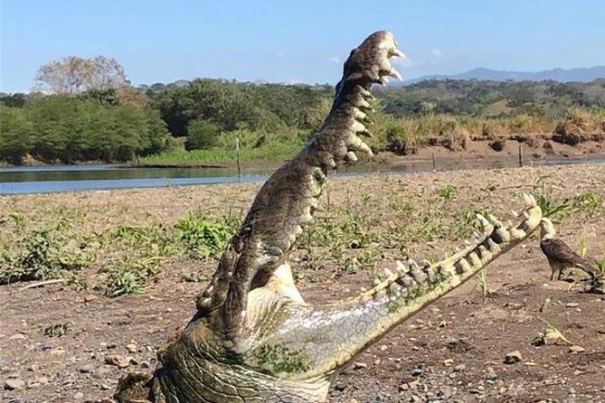 Crocodile Man Tour THE ORIGINAL - Tour Highlights