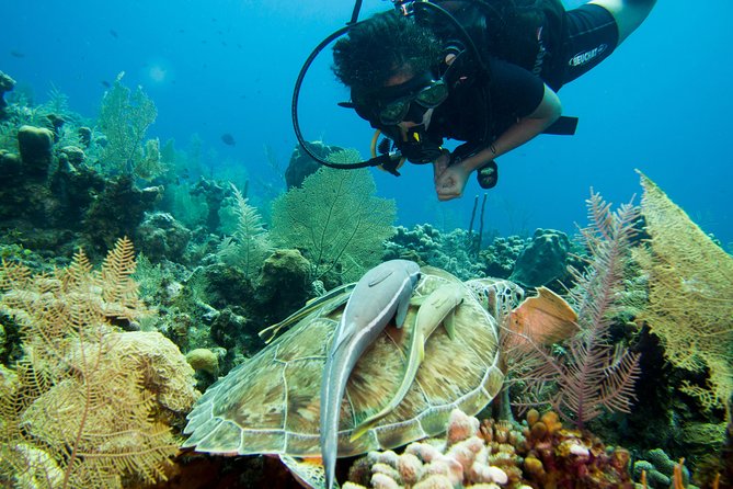 Cruise Excursion – 2 Scuba Dives With Transport (For Certified Divers) - Excursion Overview