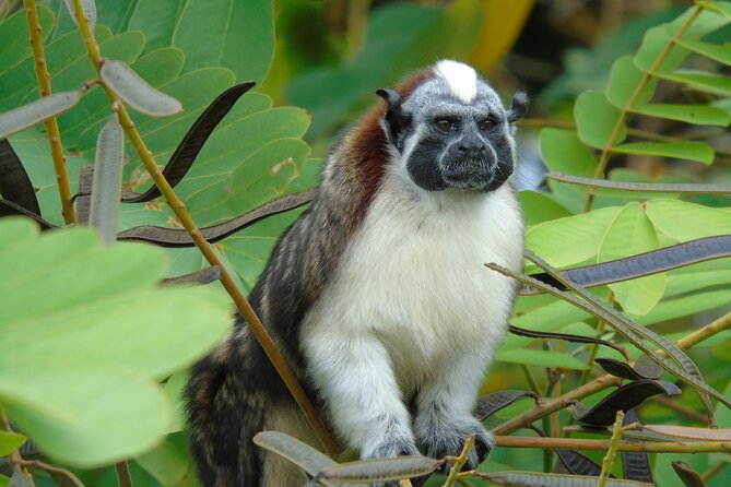 Cruise Shore Excursion Panama: Wildlife Gatun Lake - Shore Excursion Highlights in Panama