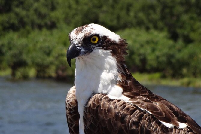 Crystal River Preserve Adventures- Boat Tour - Tour Details