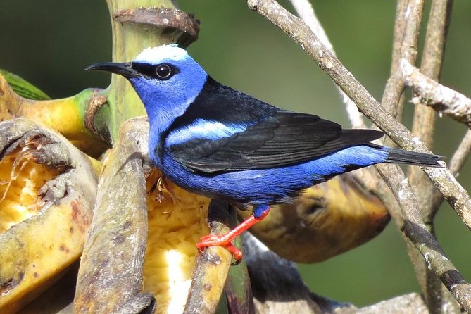 Curi Cancha Birding Tour With Esteban Daily Guided Tours - Tour Details