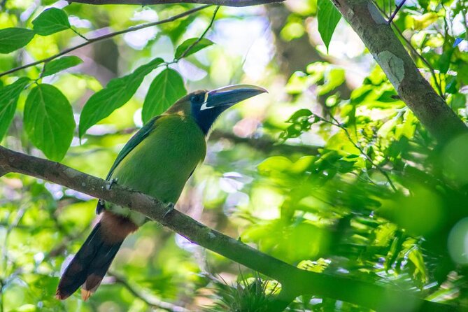 Curi-Field Bird-Watching Tour Semi Private - Booking Requirements and Policies