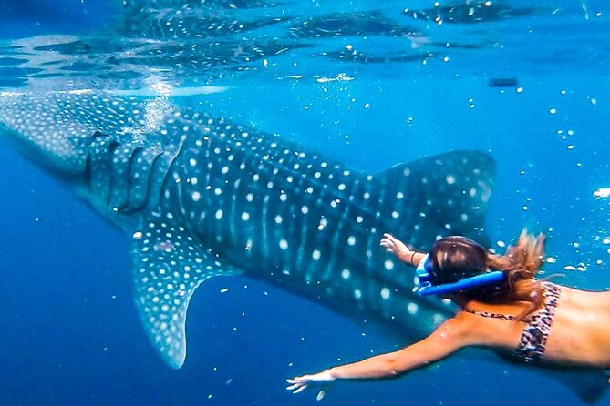Cycling Cebu to Oslob Tour With Swim With Whale Sharks - Tour Overview