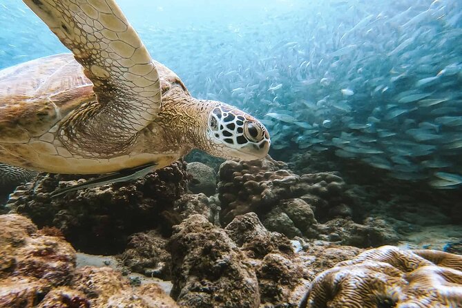 Cycling Moalboal to Cebu City Tour With Turtle/Sardine Snorkeling - Tour Overview