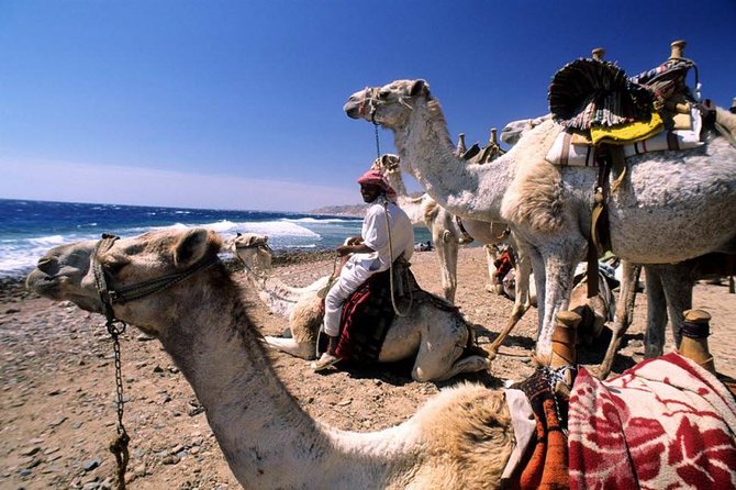 Dahab Safari From Sharm-El-Sheikh Incl. Snorkeling and Camel Riding - Safari Experience Overview