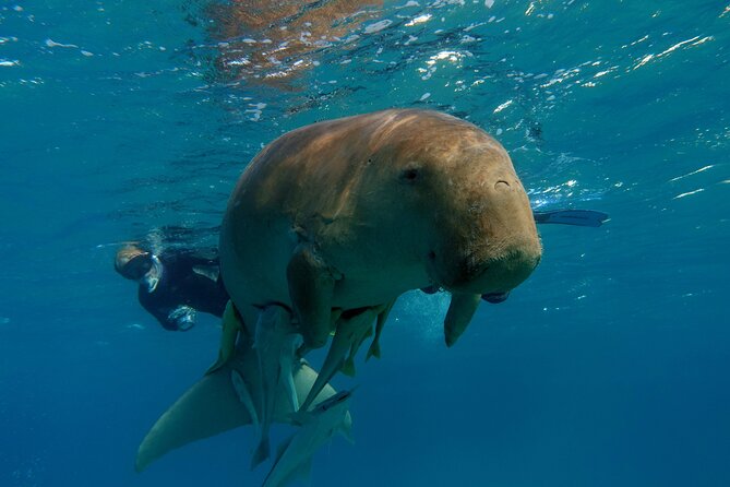 Daily Dive With Dugongs & Turtles at Marsa Mubarak Marsa Alam - Tour Itinerary