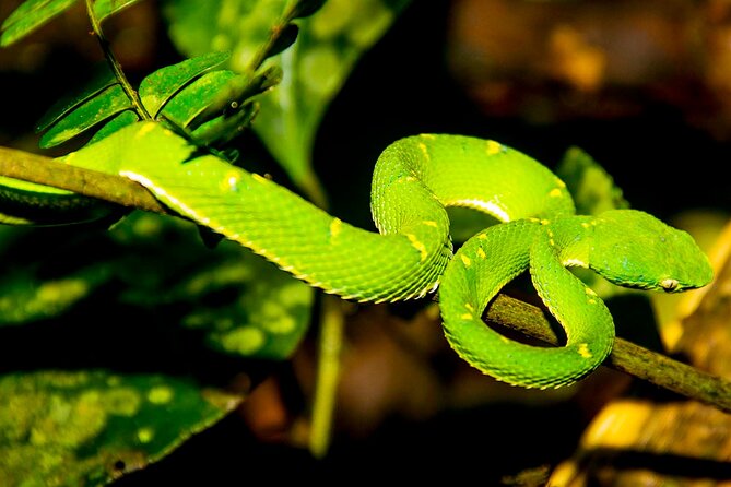 Day and Night Tour Combo by Pasión Costa Rica - Tour Highlights