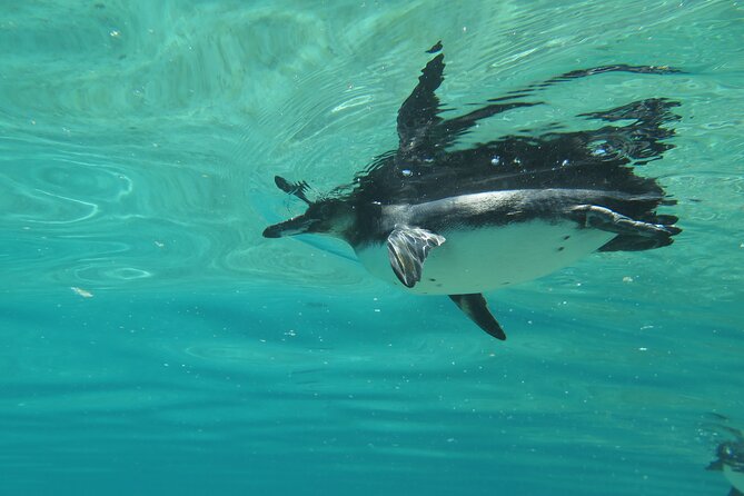 Day Tour to Isabela Island With Tintorera Islet, Snorkeling Wetlands & Flamingos - Exploring Tintorera Islet