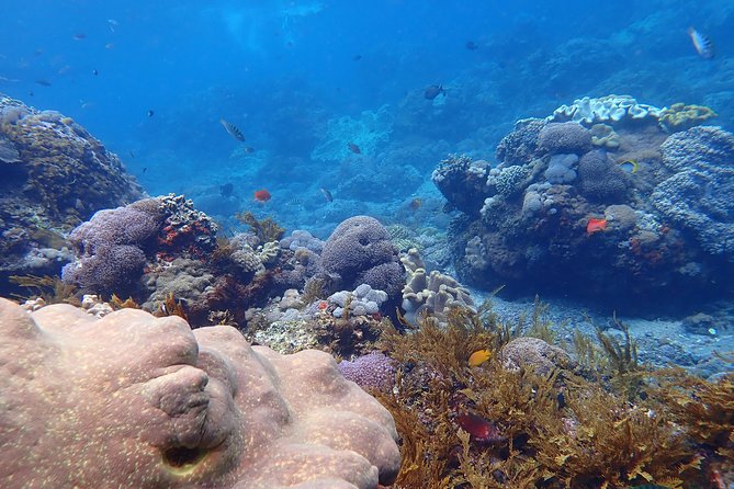 Day Trip From Nusa Lembongan With Snorkeling - Pricing and Booking Details