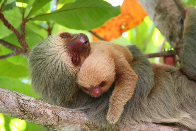 Day Trip From San Jose to Manuel Antonio National Park - Tour Highlights